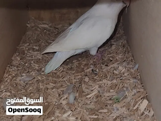 زوج لوفبيرد البينو عيون حمر منتج