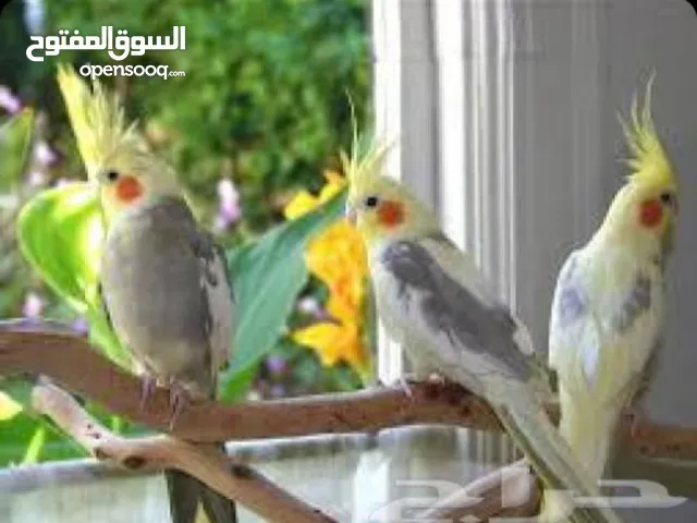 فندقه طيور وببغاوات