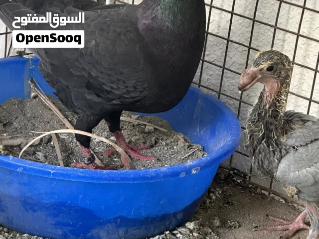 زوجين هومر مع الانتاج