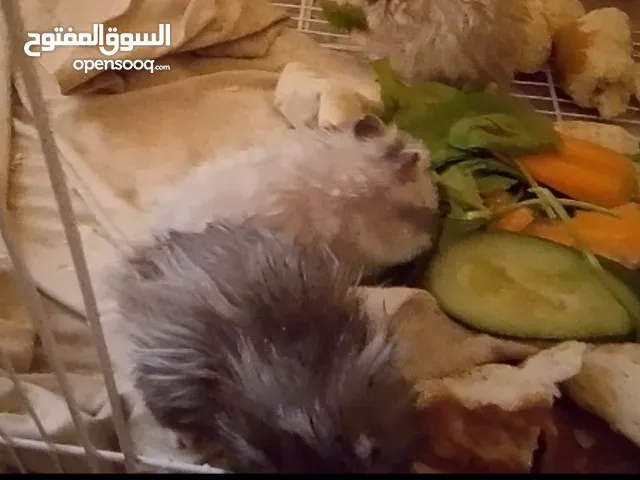 هامستر للبيع