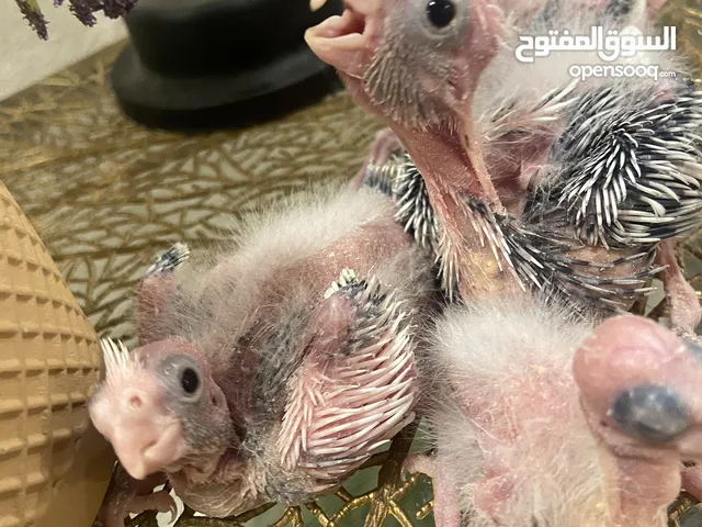من اجمل طفرات وألوان الكروان الهولندي بسعر العادي