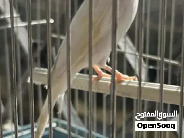 مطلوب كناري بسعر مناسب