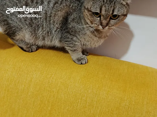 أنثى سكوتش فولد للتبني