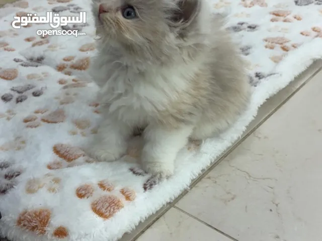 شيرازي العمر 50 يوم