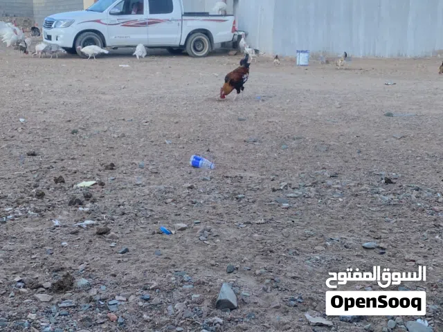 للبيع بيض بلدي وديك