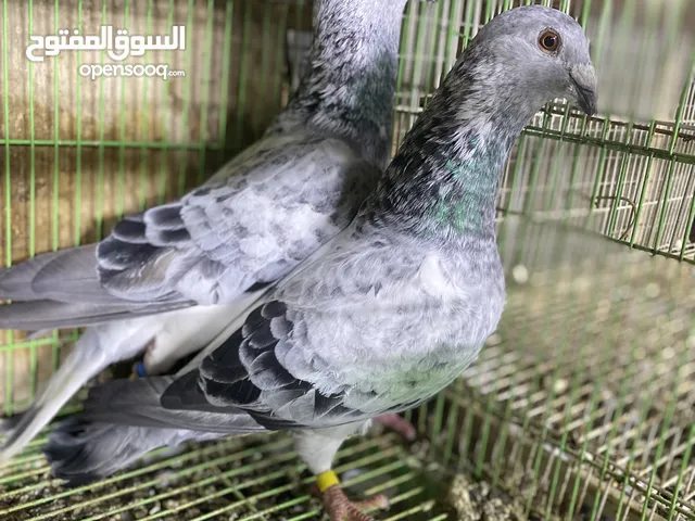 للبيع زوج قرقاطي تابع الوصف