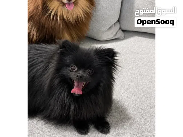 كلاب للبيع