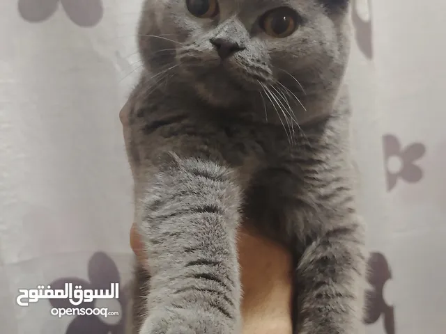 Scottish fold vaccineted for sell