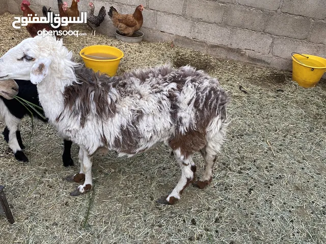 جاعده للبيع سمين