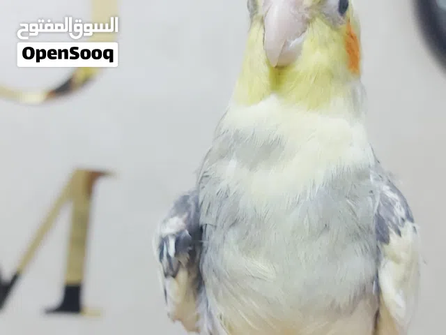 عصفور كوكتيل