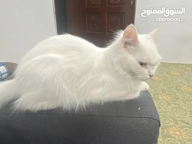 Beautiful Fully Trained Cat Adoption