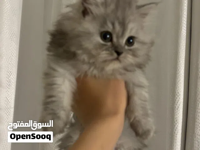 فرصة لمحبي الشيرازي