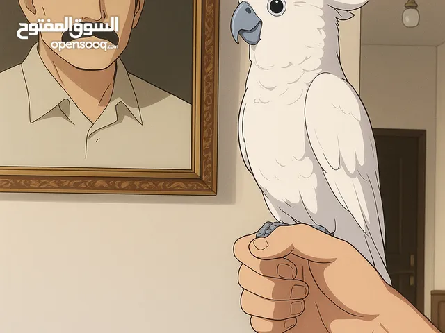 مطلوب جميع انواع الببغاوات الاليفه بجميع انواعها نشتري منك بافضل سعر باذن الله ما في داعي تنشر