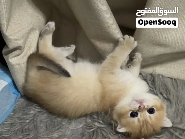 كيتينز سكوتش فولد و بريتش ستريت ny 12 و ny 11 إناث