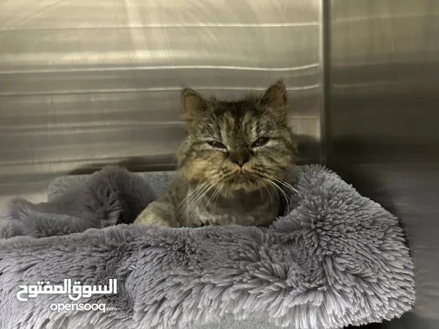 قطة نظيفة مافيها شيء وليها ورق ومرخصه واعطيناها تطعيم وكل شيء فيها تمام وقصينا شعرها عشان كان كثيف
