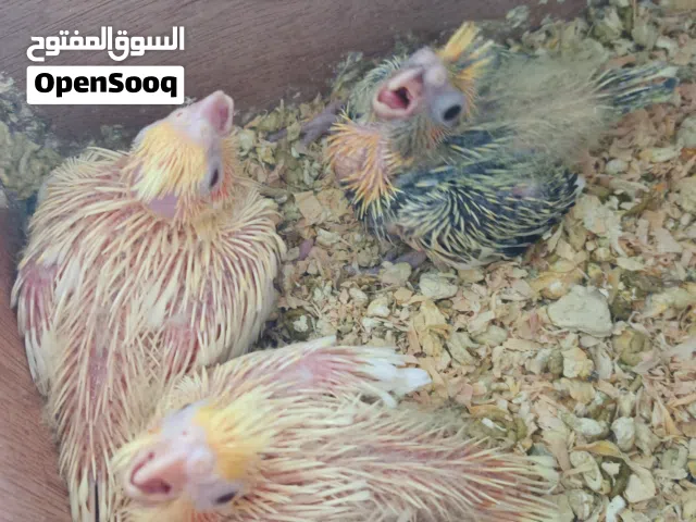 تلات فروخ كوك تيل