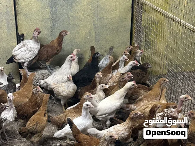 دجاج عماني محلي الحبه ريال