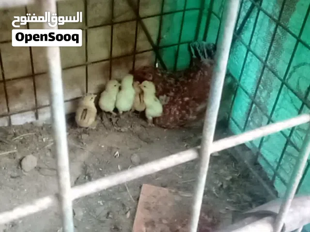 دجاجة تحتها 6 فلاليس كيف فاقسين أول احضان عمرها تحت السنة إدحي قبل ماإدقرقن وربي إبارك في رزق الجميع