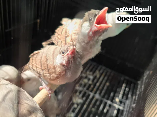 فرخ بلبل للبيع