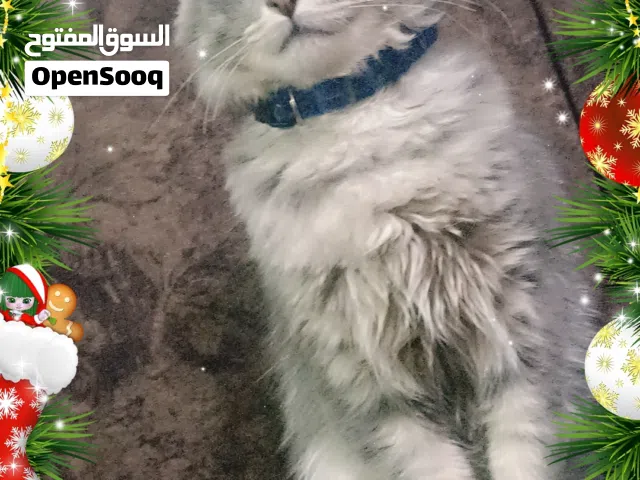 قط للبيع مع ممتلكاته الكامله لتر بوكس وصندوق حامل القطط وشامبو ومقص اضافر+معطر بخاخ للقط+معلقه تريت