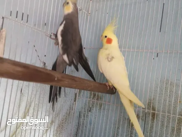 السلام عليكم ورحمة الله وبركاته موجود جوز كوكتيل الفحل باستل فيس محجل ول طيره لاتينو بصمه موجود في