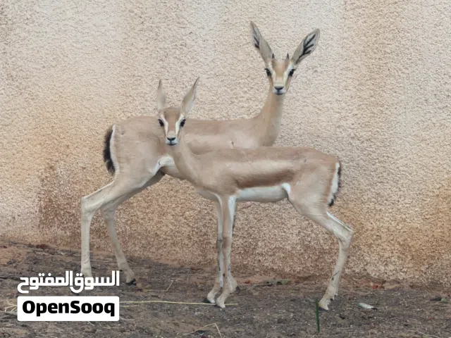 كوبيه غزال الريم جدي وعناق