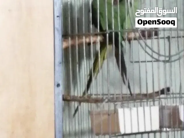 جوز ببغاد درة هندي اقرا الوصف