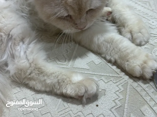 قطة ذكر للبيع