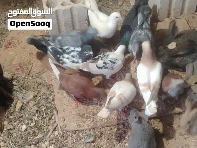 حمام صحه ونظافه