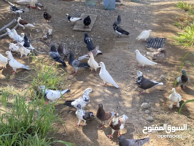 حمام مكس للبيع