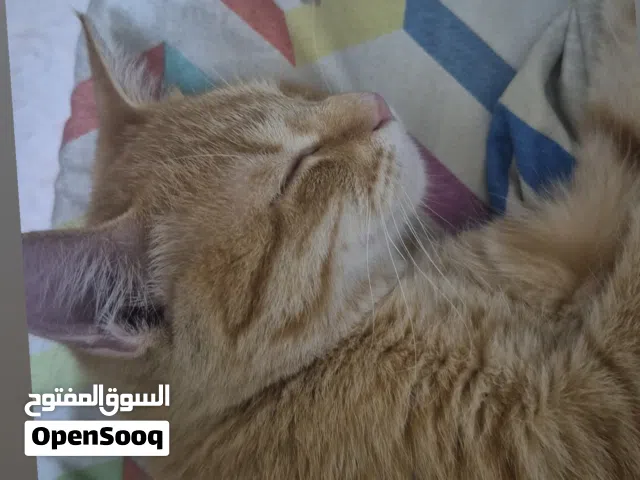 Cat for free