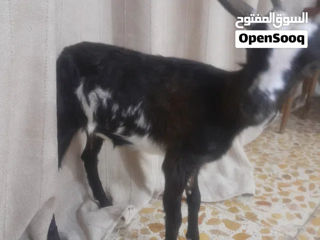 ماعز قطري عمر 5 اشهر