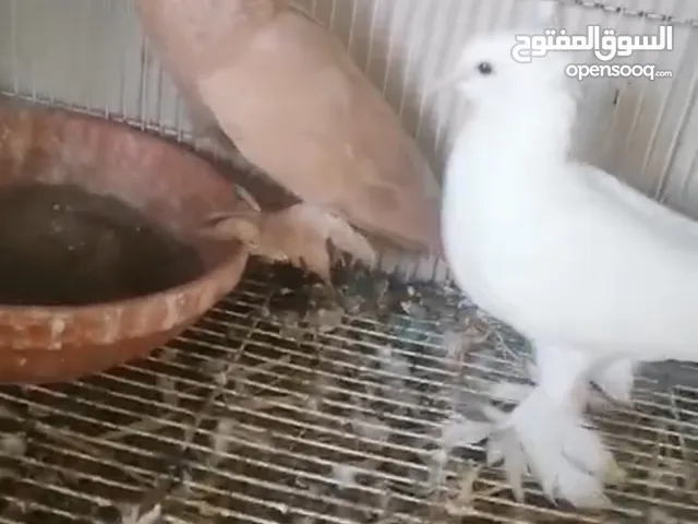 حمام زينه للبيع كل شي بسعره