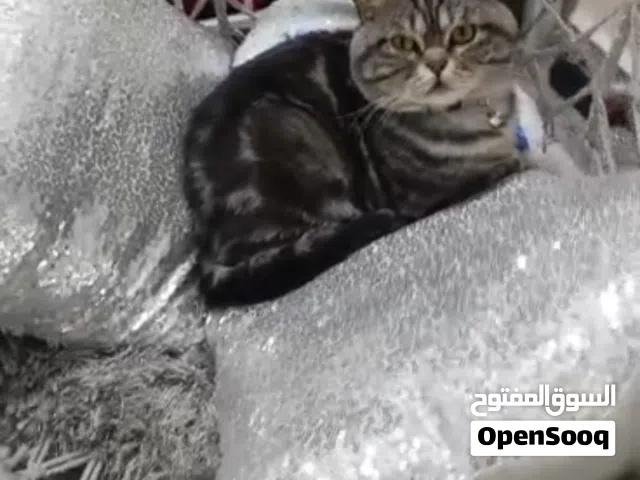 قط سكوتش للتبني