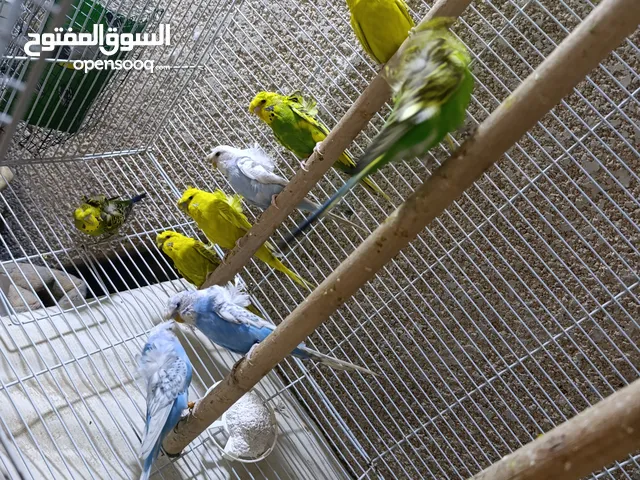 متاح هاجرمو امايات مالبيت خط اول