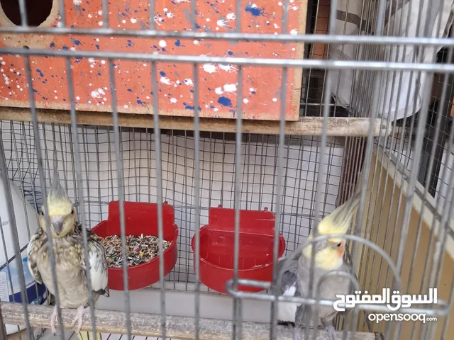 ببغاء كوكتيل