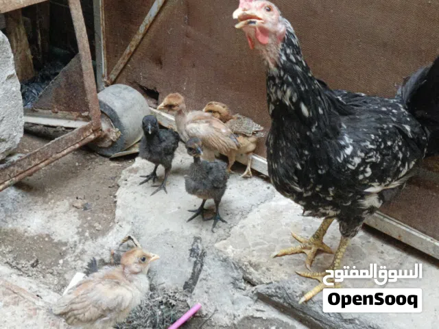 افراخ دجاج عربي عدد 5