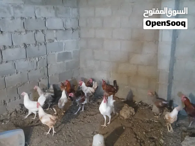 ديوك عمانيه للبيع ب 2/50 ريال