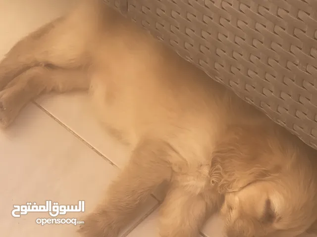 جراوي ميني كوكر اسبانيول للبيع
