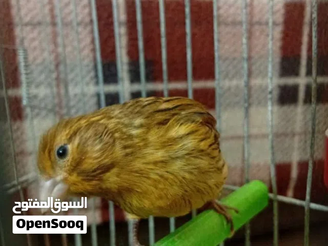 موجود ذكر كنار اقرا الوصف