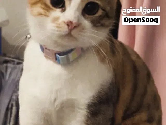 للتبني قطة انثى جميلة