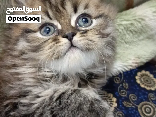 للبيع قطط هيمالايا
