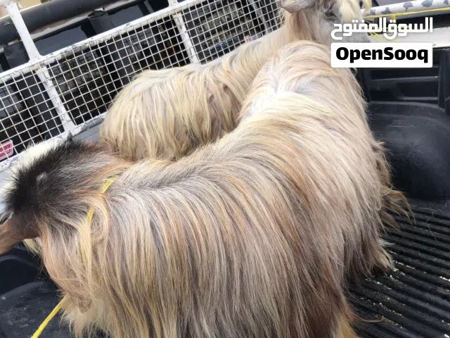 للبيع تيوس طيبات