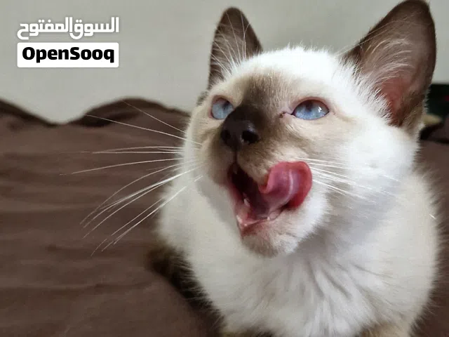 قط هملايا &سيامي