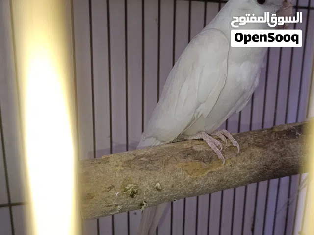 نثيه كوكتيل البينو عيون حمر