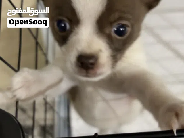 ذكر عمره شهر