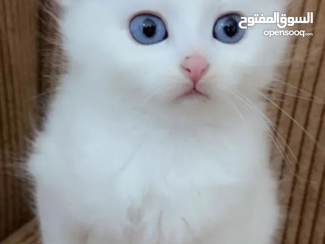 قططط للبيع
