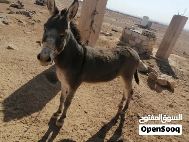 حمار للبيع