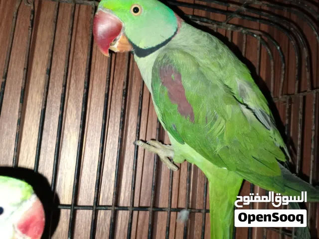 كوبيه ذره امريكيه للبيع