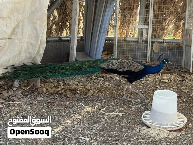 زوج طاؤوس هندي ذكر وانثى